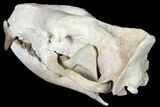 Fossil Hyaenodon Skull - South Dakota #131362-20